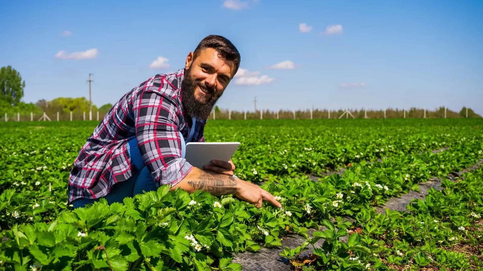Agricultor consultando en una tableta la plataforma digital Ucrop